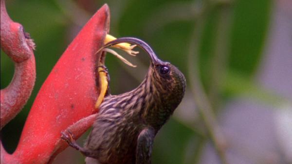 Bild 1 von 4: Noch vor 10.000 Jahren gab es in den Anden Kondore mit einer Flügelspannweite von sieben bis acht Metern. Heute messen sie maximal drei Meter. Der Kolibri (im Bild), der mit dem Kondor in \