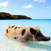 Die fabelhafte Welt der Schweine