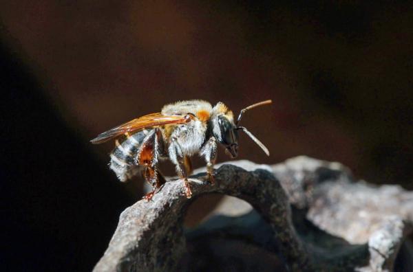 Bild 1 von 4: Stachellose Bienen sind von zentraler Bedeutung für die Bestäubung vieler peruanischer Pflanzenarten und eröffnen so Wege der nachhaltigen Waldnutzung.