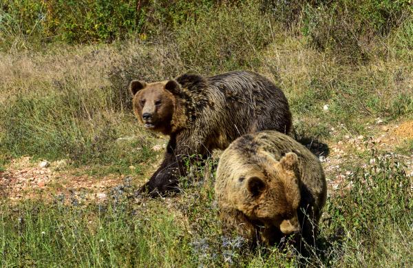 Bild 1 von 5: Wilde Braunbären leben im Apennin.