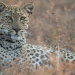 Malika jagt - Abenteuer einer Leopardin