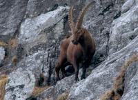 Sagenhafte Extremkletterer