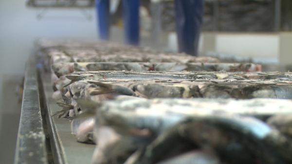 Bild 1 von 3: Der frisch gefangene Fisch wird direkt auf dem Trawler verarbeitet und verpackt.