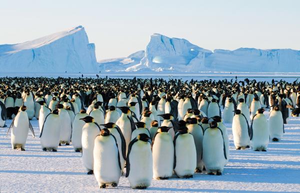 Bild 1 von 8: Kaiserpinguine in der Antarktis.