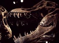 Dinosaurier - Anatomie einer Katastrophe