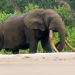 Surfing Hippos - Der Strand der Dschungeltiere