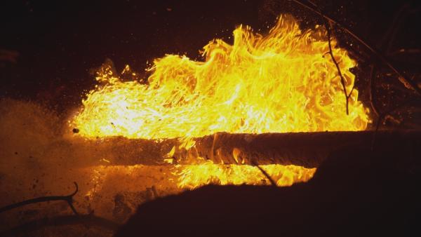 Bild 1 von 5: Feuer ist ein wichtiger Bestandteil vieler Ökosysteme.