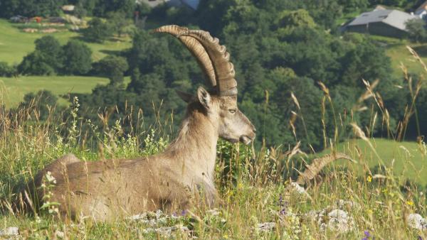 Bild 1 von 21: Im Bild: Steinbock, Hohe Wand