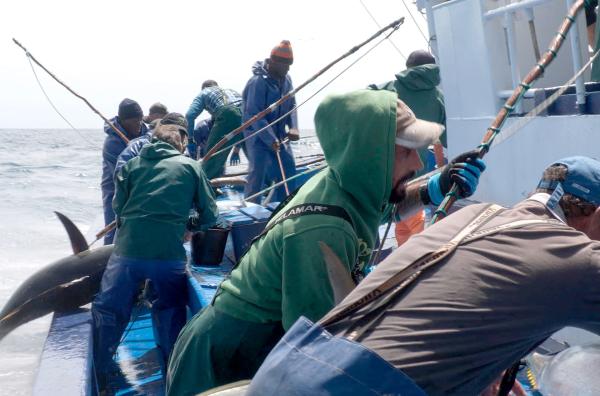 Bild 1 von 3: Auf den atlantischen Inseln der Azoren fischen die Menschen seit jeher Thunfisch mit Angelruten. Wegen der Überfischung der Meere wurde ihnen jedoch eine strenge Quote auferlegt.