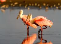 Amerikas Naturwunder: Geheimnisvolle Wasserwildnis