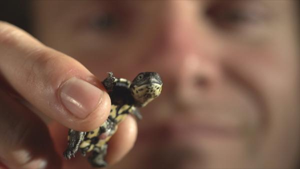 Bild 1 von 9: Schildkrötenbaby.