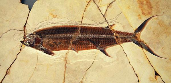 Bild 1 von 2: (Erstausstrahlung ARTE: 04.06.2012)