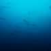 Big Pacific