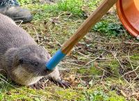 Anna und die wilden Tiere