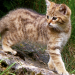 Abenteuer Erde: Wildkatzen - Versteckt in Deutschlands Wäldern