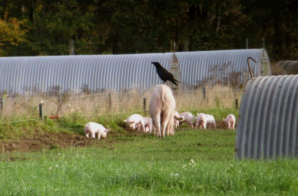 Bild 1 von 3: Ein Rabe sitzt auf einer Muttersau. Schweinezüchter berichten von Ferkel-Verlusten durch Raben.