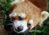 Anna und die wilden Tiere