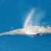 Pelagos - Welt der Wale