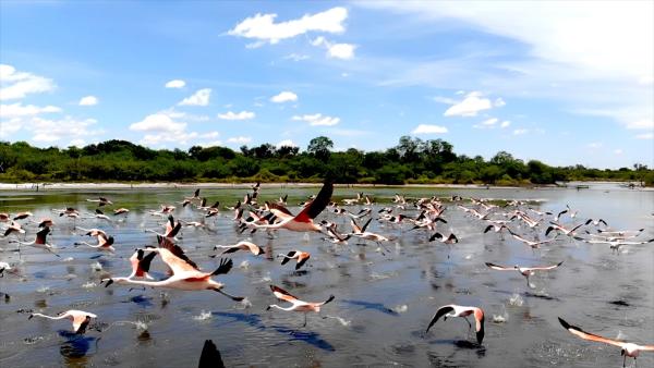 Bild 1 von 5: Chileflamingos rasten in großer Zahl an einer der Salzlagunen im paraguayischen Chaco - ein wichtiger Zwischenstopp für Zugvögel.