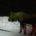 Polizeieinsatz Alaska