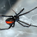 Toxische Tierwelt