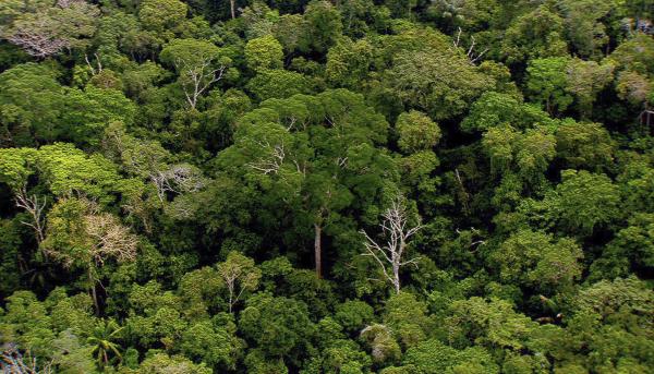 Bild 1 von 11: Auf einem einzigen Hektar des Amazonas Regenwalds wachsen mehr Baumarten als in ganz Europa. Unter dem Kronendach verbergen sich abertausende Lebewesen, die meisten davon winzig klein.