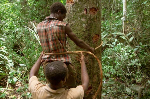 Bild 1 von 3: Guy will die uralten Methoden der Honigjagd an die wenigen Dorfbewohner weitergeben, die sich dafür interessieren.