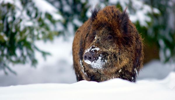 Bild 1 von 4: Im Bild: Für die heimische Tierwelt ist der Winter keine leichte Zeit bei der Suche nach Nahrung. - Wildschwein.