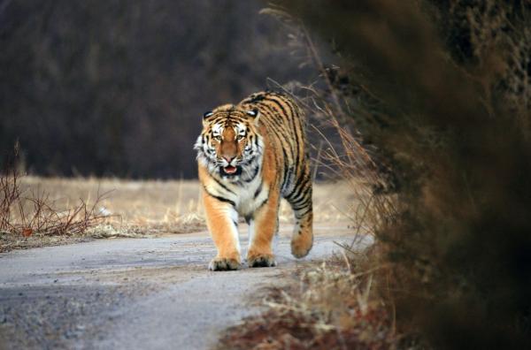 Bild 1 von 3: Der König des Waldes: Im Nordostchinesischen Nationalpark für Tiger und Leoparden ist die Population des majestätischen Amur-Tigers inzwischen auf etwa 60 Tiere angewachsen.