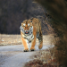 Chinas wilde Geheimnisse