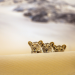Die Wüstenlöwen der Namib