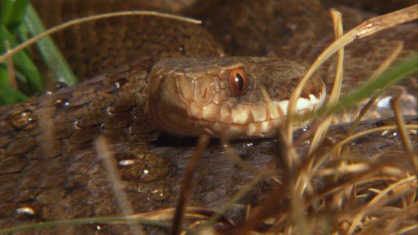 Bild 1 von 1: Keks trifft auf seiner Abenteuertour Karla Kreuzotter.