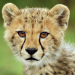Serengeti