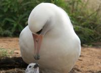 Tierische Superbauten: In bester Gesellschaft