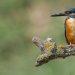 Tierische Überflieger