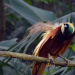 Die Sprache der Tiere