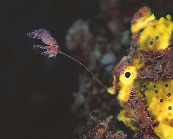 Bild 1 von 13: Anglerfische arbeiten mit den unterschiedlichsten \