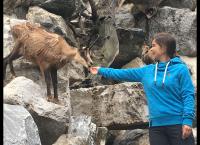 Anna und die wilden Tiere