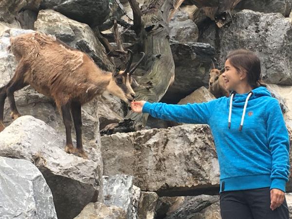 Bild 1 von 5: Beim Füttern traut sich eine Gämse ganz nah an Anna ran. In der Wildnis sind die Hornträger dagegen äußerst scheu.