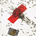 SCIENCEsuisse: Der Ameisen bester Freund