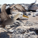 Galapagos