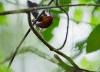 Tierische Überflieger