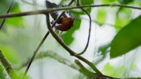 Bild 1 von 4: Der südamerikanische Keulenschwingen-Pipra erzeugt geigenartige Töne mit dem Schwirren seiner Flügel.