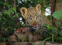 Serengeti