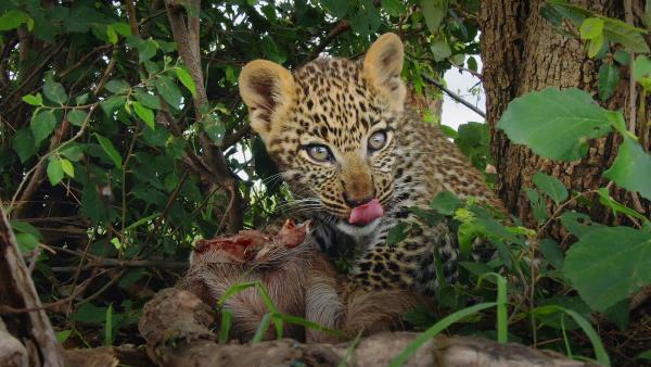 Bild 1 von 10: Junge Leoparden stellen ihre Ernährung nur langsam von Muttermilch auf Fleisch um.