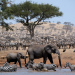 Serengeti