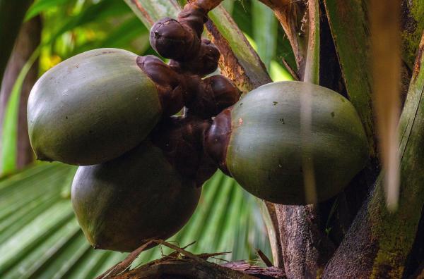 Bild 1 von 1: Die Größten im Pflanzenreich: Die Früchte der Coco de Mer, auch Seychellenpalme genannt, enthalten bis zu drei Samen, die jeweils gut 30 Kilogramm schwer werden können.
