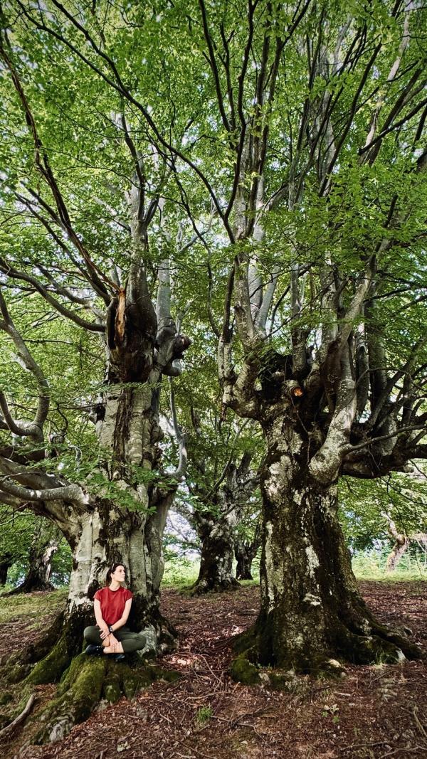 Bild 1 von 12: Uralte Bäume: In Transsilvanien gibt es Buchen, die mehr als 500 Jahre alt sind. Im Bild: Hannah Emde