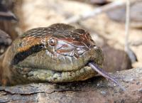 Big Five Südamerika