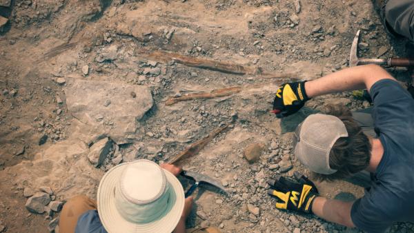 Bild 1 von 13: Das Grabungsteam kann dank der gefundenen Fossilien spannende Erkenntnisse über die Albertosaurier und ihr Sozialleben gewinnen.